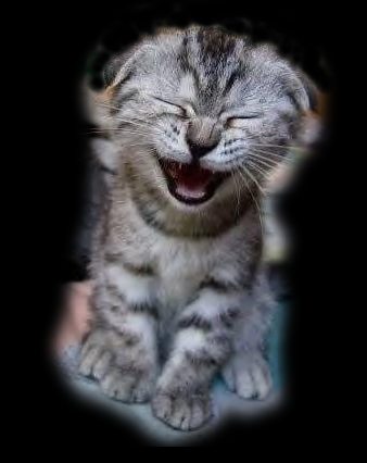 mdrrrrrrrrrr  !! le chat